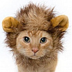 Шапка Грива Льва для Кота